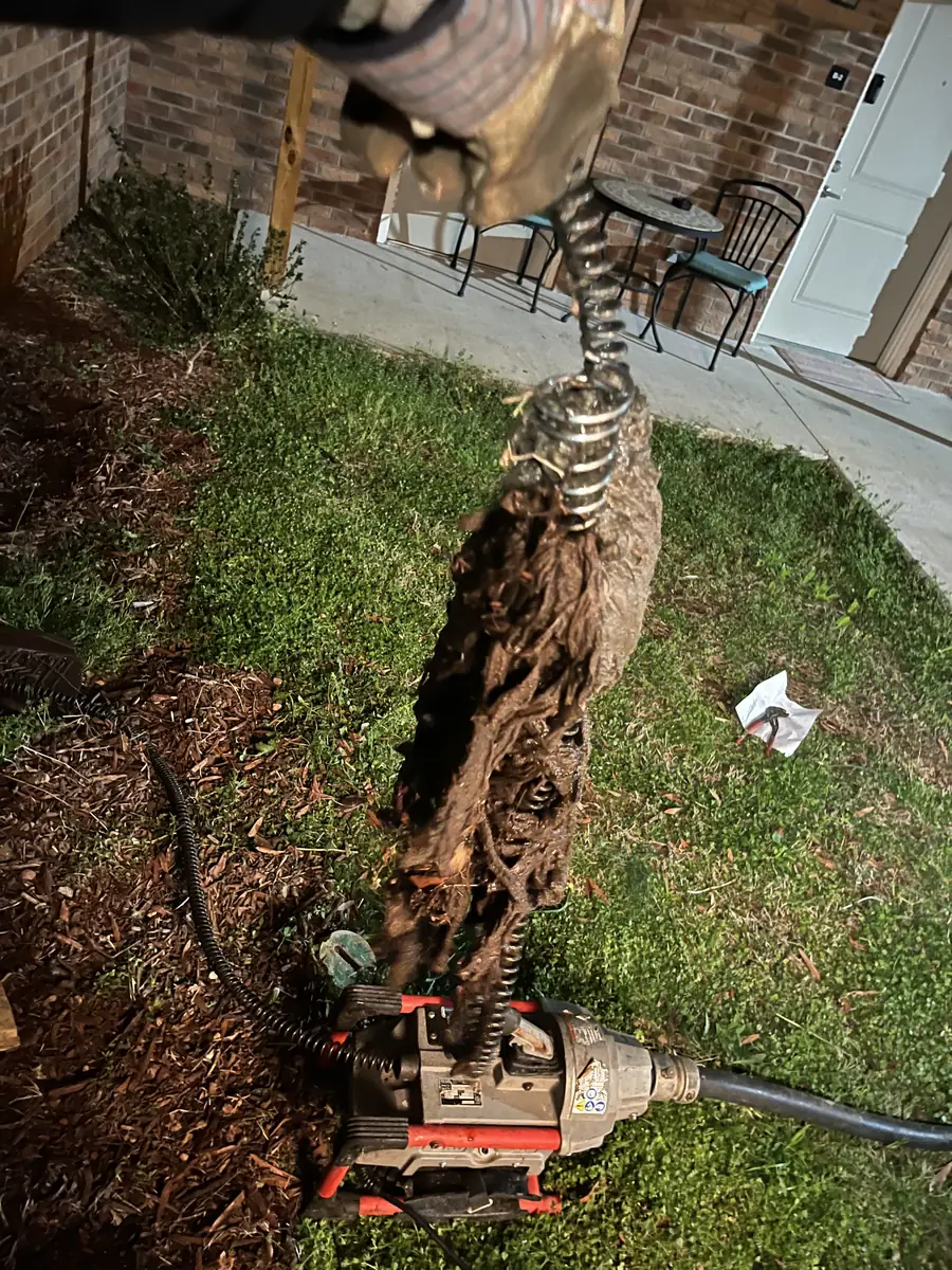 Tree roots pulled from a drain line by Grizzly Plumbing